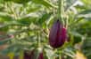 Indispensable dans la préparation de la ratatouille et bien d’autres plats, l’aubergine appartient à la famille des Solanacées. Vous désirez vous lancer dans la culture de cette plante potagère ? Découvrez ces quelques conseils pour réussir sa plantation, son entretien et sa récolte.
