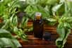 Ne pas diffuser l'huile essentielle de basilic pure, il est recommandé de la diluer entre 10 et 15 % dans d'autres huiles essentielle. © MSPhotographic, Fotolia