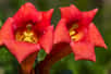 Il est assez facile de multiplier la bigogne, une plante grimpante, ligneuse à vrilles, ici à fleurs rouge vermillon. © Photo Feats, Adobe Stock