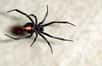 Des chercheurs de l’université de Toronto au Canada ont découvert que les mâles de la veuve noire préfèrent s’accoupler avec des femelles vierges et bien nourries. Un comportement exceptionnel chez les araignées.