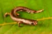 Bolitoglossa sp. est une nouvelle espèce de salamandre qui passe la plupart de son temps dans la végétation basse et les arbustes. Elle appartient à un groupe de salamandres connues sous le nom de salamandres tropicales grimpantes qui attrapent leurs proies avec leur longue langue collante. © Trond Larsen