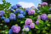 Bleus, roses ou blancs, les hortensias sont fréquemment privilégiés pour décorer les jardins. Ces arbustes se multiplient par bouturage ou marcottage. Vous désirez avoir de jolis massifs fleuris pendant la période estivale, découvrez les gestes simples pour réaliser des boutures d'hortensia.
