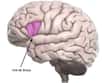 La vision d'un cerveau où les grandes fonctions sont traitées dans des zones précises est mise à mal. En analysant avec de nouveaux outils trois cas historiques, des chercheurs suggèrent que le comportement social, le langage et la mémoire dépendent de l’activité coordonnée de différentes régions.