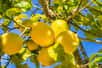Le citron est un fruit gorgé de vitamine C. © Wikimedia Commons