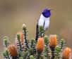 Le chant du colibri du Chimborazo étonne les chercheurs. Les plumes sur les joues s’évasent pendant le chant, et la gorge gonfle les plumes iridescentes. © Fernanda G. Duque, Georgia State University