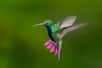 Comment les colibris et certains petits insectes parviennent-ils à voler sous des pluies torrentielles ? C'est la question à laquelle a tenté de répondre une équipe de chercheurs, en étudiant le vol de ces créatures à travers une cascade artificielle.