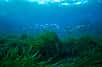 Les Posidonies font partie des rares plantes à fleurs sous-marine&nbsp;que l’on évalue à moins de 70 espèces dans le monde. Presque toutes ont un rôle écologique majeur. © Vincent Pommeyrol,&nbsp;Shutterstock