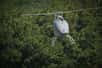 Airbus Helicopters a fait voler durant dix minutes de façon totalement autonome, le drone hélicoptère VSR700. Les tests se sont déroulés en France, près d’Aix-en-Provence.