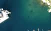 Elle s’appelle diable de mer méditerranéen, alias Mobula mobular, et ressemble à une raie manta. Classée « En danger » dans la Liste rouge de l’UICN, quasiment endémique de la Méditerranée, elle est suivie par des observateurs bénévoles grâce à l’association Ailerons. Dernière observation au pied du musée océanographique de Monaco !
