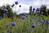 Avec ses fleurs en boule bleu azur à l'aspect hérissé, l'échinops tolère la chaleur et la sécheresse. C'est une plante idéale pour les jardins calcaires et caillouteux et qui se prête à la composition de bouquets de fleurs séchées.