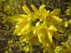 À partir de mars, la floraison jaune d’or du forsythia annonce l’arrivée du printemps. Fin avril, ses petites fleurs de couleur jaune vif se fanent pour laisser la place à la floraison du lilas. Quand faut-il tailler cet arbuste à floraison printanière et comment faire ?