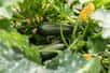 La culture des courgettes au potager est à la portée de tous, professionnels ou jardiniers amateurs. Ce légume se montre généreux si vous respectez certaines règles de jardinage. Envie d’optimiser votre prochaine récolte ? Découvrez les techniques pour planter et entretenir vos courgettes.