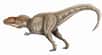 Le Giganotosaurus a dû être l’un des plus grands prédateurs de tous les temps, et a été placé dans la superfamille des carnosaures. © ДиБгд, Wikipédia, DP