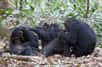Les chimpanzés du parc Gombe Stream font l’objet d’études menées par l’Institut Jane Goodall. © Ikiwaner,&nbsp;Wikimedia Commons, GNU FDL 1.2