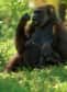 Dans la jungle du sud-ouest de l'Ouganda, les gorilles de montagne semblent à l'abri, mais cette espèce menacée doit en partie sa survie aux étrangers qui pénètrent sur son territoire : les touristes, avec leurs dollars.
