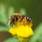 Aujourd’hui, les abeilles sont indispensables à la reproduction de nombreuses plantes à fleurs, notamment les dicotylédones. Elles assureraient leur rôle de pollinisatrices depuis l’époque où les fleurs venaient d’apparaître sur Terre, il y a 100 millions d’années.