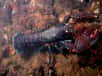 Le homard européen (Homarus gammarus) est un crustacé décapode marin qui appartient à la classe des malacostracés. Il est en voie de disparition à cause de la surpêche et de la pollution marine. © Bart Braun, Wikimedia Commons, DP