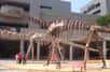 Un nouveau dinosaure géant herbivore a été mis au jour en Chine. Nommé Yongjinglong datangi, ce titanosaure n’était pas encore adulte lorsqu’il est mort. Pourtant, il mesurait déjà entre 15 et 18 m de long. Vraisemblablement, les grands sauropodes n’étaient pas sur le déclin durant le Crétacé, du moins en Asie.