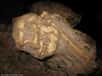 Pris dans la gangue rocheuse très dure d’une grotte sud-africaine, le désormais célèbre Little Foot, alias Petit Pied, a donné du fil à retordre aux paléontologues qui l’ont découvert en 1994. Très difficiles, les datations ont donné des résultats variés. Une nouvelle méthode, à l’aluminium et au béryllium, fournit aujourd’hui un chiffre fiable pour cet australopithèque : 3,67 millions d’années, soit 400.000 ans de plus que Lucy. Les deux espèces, pourtant, ont été contemporaines, ce qui impose de réviser les peuplements du sud de l’Afrique par les hominidés.