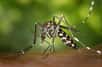 Apparue en décembre 2013 aux Antilles, l'épidémie de chikungunya s'étend désormais sur plusieurs îles et en Guyane, avec des cas en Métropole.