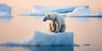 Il y a 9 000 à 5 000 ans, la zone arctique connaissait un réchauffement climatique majeur, avec des températures d’environ 2 °C supérieures à l’actuel. Avec la disparition de la banquise, cela aurait pu être la fin définitive des ours polaires. Pourtant, ceux-ci ont réussi à survivre dans certaines zones refuge.