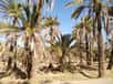 Au Maroc, les cycles de sécheresse se font de plus en plus fréquents, passant d'une fois tous les cinq ans à une fois tous les deux ans. Une menace réelle pour les oasis ancestrales. Le pays a déjà perdu les deux tiers de ses 14 millions de palmiers au cours du XXe siècle. En cause le dérèglement climatique.