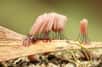 Une espèce de blob photographié en Tasmanie. Le bâtonnet rose porte les spores qui assurent la reproduction de cette forme de vie orange. Avec ses petites pattes, ils sont capables de ramper. © Sarah Lloyd, Tasmanian Myxomycetes