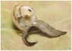 Pour la première fois, le ver plat Platydemus manokwati, grand amateur d’escargots et de vers de terre, a été retrouvé en Europe, et plus exactement dans le nord-ouest de la France. C’est l’une des plus terribles espèces invasives. Seuls quelques spécimens ont pour l’heure été repérés à Caen, mais le plathelminthe pourrait bien se cacher ailleurs dans la région.