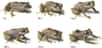 Cette petite grenouille, découverte récemment en Équateur, a une singulière capacité : celle de changer en quelques minutes la texture de sa peau, lisse ou couverte de tubercules. Du jamais vu chez les vertébrés. Enfin presque, car en cherchant bien, les zoologistes ont déniché une grenouille appartenant au même genre, capable d'une prouesse semblable. De quoi remettre en cause la description d'espèces à partir d'individus uniques.
