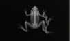 Une grenouille incapable de sauter ou de nager devient une proie facile pour les oiseaux. © AI avec ChatGPT