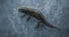 Quelques autres amphibiens des régions glaciales de l'Asie présentent également des adaptations remarquables au froid hivernal comme certaines grenouilles. © AI avec ChatGPT
