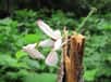 Pour attirer des proies à elle, la mante orchidée Hymenopus coronatus dispose d’une arme redoutable : elle se transforme en une fleur appétissante. Les insectes pollinisateurs malaisiens et indonésiens n’y voient que du feu. Enfin confirmé, cet exemple de mimétisme agressif serait unique en son genre.