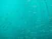 De petits animaux marins qui, la nuit, se nourrissent de végétaux près de la surface descendent se cacher le jour dans des zones plus profondes pour échapper aux prédateurs. Dans ces régions pauvres en oxygène, ils libèrent de l'ammonium (NH4+), un élément clé du cycle de l'azote.