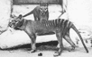 Sais-tu quel animal, à la silhouette de loup et au dos rayé, porte ses petits dans une poche ? Aujourd’hui, on va parler du thylacine, dans Bêtes de Science.