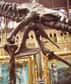 Cette photographie montre le bassin d'un Tyrannosaurus rex. Le pubis y est orienté vers le bas et vers l'avant (il se situe au niveau du genou gauche). Ainsi, il est bien un saurischien. L'os pointant vers l'arrière est l'ischion. © Ballista, Wikimedia Commons, cc by sa 3.0