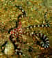 Wunderpus photogenicus est aussi belle adulte qu'au stade larvaire. © Jenny Huang, CC by-sa 2.0