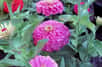 Osez des touches de couleurs vives avec les zinnias. © Don McCulley, Domaine public