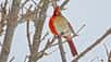 Un cardinal rouge à la fois mâle et femelle. © Jamie Hill, via&nbsp;BBC news