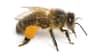 Avec l’arrivée du printemps, les abeilles sont de retour et sortent de la ruche pour butiner les fleurs. Certains d’entre nous craindront de se faire piquer par ces butineuses. Certes cela fait mal, mais peut-être pas autant que d’autres piqûres d’insectes bien plus redoutables… Alors quelle est la pire piqûre au monde ? Pour le savoir, un entomologiste, Justin Schmidt, a créé une échelle qui porte son nom (l’indice Schmidt) afin de noter la douleur induite par des piqûres d'insectes hyménoptères. Et il en a testé beaucoup. Âmes sensibles s'abstenir.