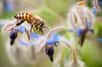 Les abeilles sont des insectes sociaux qui vivent en large communauté. Pour différencier les membres de la ruche d'éventuels intrus, elles se basent sur un cocktail de molécules chimiques propres à leur colonie. Des chercheurs viennent de montrer que ce cocktail serait intimement lié... au microbiote intestinal !