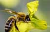 Des chercheurs ont entraîné des abeilles à reconnaître des images avec le plus petit nombre d’éléments et montré qu’elles comprenaient le concept du zéro. C'est surprenant pour un insecte qui a moins d’un million de neurones, quand le cerveau humain en contient 86 milliards.