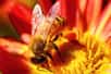 Varroa destructor, un acarien parasite de l’abeille asiatique, s’est adapté à l’abeille européenne, ce qui a contribué à son déclin récent. La raison : l’acarien peut imiter la composition de leur cuticule, cette enveloppe externe qui protège l'insecte. Il tromperait ainsi la vigilance de ces deux espèces.