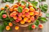 Magnifique récolte d'abricots. © zoyas2222, Adobestock