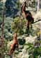 En observant les orangs-outangs marcher sur les branches, des chercheurs émettent l’hypothèse que les ancêtres des Hommes ont pu apprendre à se déplacer sur deux pattes bien avant de descendre des arbres.