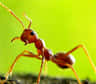 Découvrez le dossier Fourmi : les secrets de la fourmilière. Apparues il y a environ 120 millions d’années, les fourmis occupent une place de choix parmi les insectes qui ont atteint la perfection sociale. Découvrez, au cœur de la fourmilière, leur étonnante organisation.