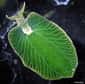 L'élysie émeraude peut survivre des mois sans se nourrir. Les scientifiques savent désormais comment : le mollusque marin fabrique sa propre nourriture grâce à la photosynthèse. Telle une plante, il incorpore dans ses cellules des chloroplastes et certains gènes d'une algue.