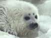 En mer Baltique, environ 1.500 bébés phoques sont menacés de mourir de froid... à cause du réchauffement climatique.