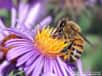 Chaque année c'est la même chose. Après la longue attente de l'hiver, le printemps nous sort de notre douce torpeur. Le film Pollen bientôt sur les écrans nous offre l'histoire d'amour étonnante entre les fleurs et une faune composée d'abeilles, de papillons, d'oiseaux et de chauves-souris.