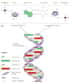 George Church, professeur de génétique à Harvard et au MIT, travaille sur une « machine à évolution », qui cherche à tirer profit du processus de sélection naturelle. Réécrire le génome, appliquer l'algorithme génétique au monde réel, tout cela est-il possible ?