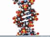 Le fameux « ADN poubelle », des parties non codantes qui constituent pourtant l’essentiel du génome, aurait en fait une précieuse utilité : contrôler les gènes. C’est le résultat d’une vaste étude internationale du programme Encode. Voilà qui explique la fonction de 80 % de l’ADN. Reste encore 20 % de mystère…